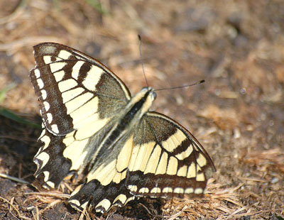 Papilio machaon